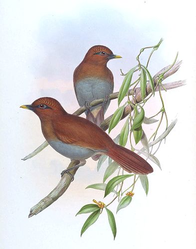 Rusty laughingthrush